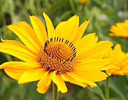 Arnica