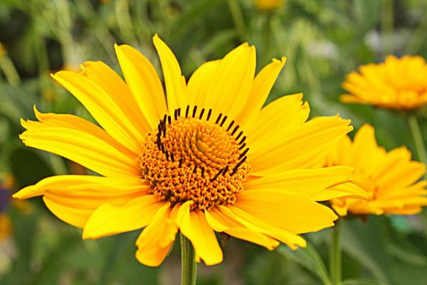 Arnica